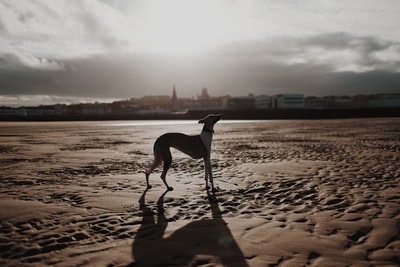 成年意大利灰猎犬白天站在棕色地板上